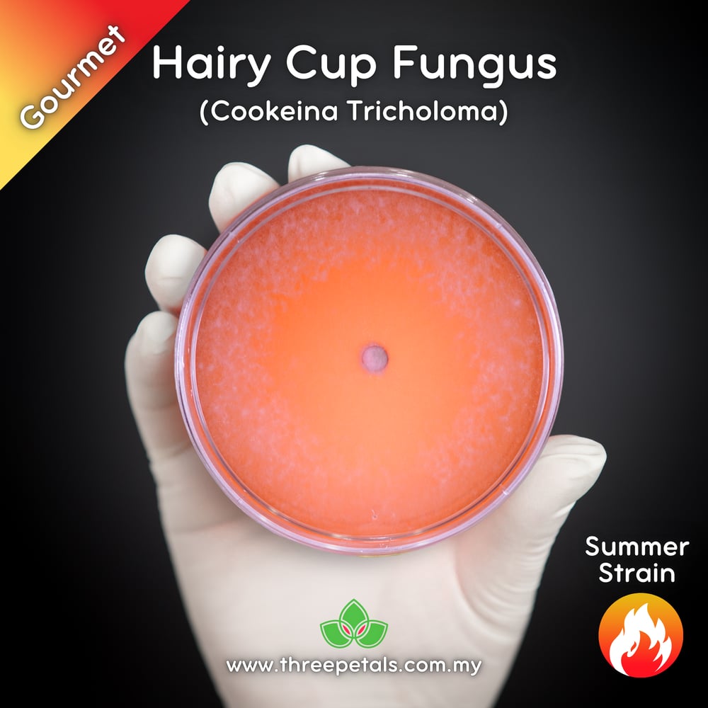 Hairy Cup Fungus (Cookeina Tricholoma) Live Mycelium Mushroom Culture Spawn Seed