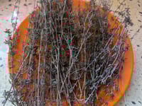 Image 2 of Goldenrod and Thyme Tea by H.R.E.W.