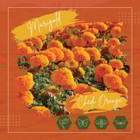 Image 1 of Marigold 'Chedi Orange'