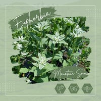Image 1 of Euphorbia 'Mountain Snow'