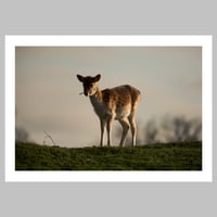 Alone on the Hill 