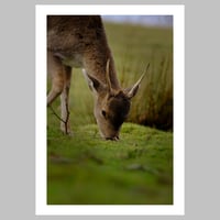 Grazing to Grow 