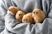 Image 1 of ROCK HYRAX