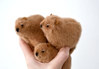 Image 5 of ROCK HYRAX