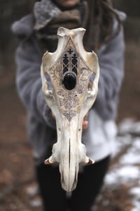 Image 1 of In Tenebris Lucet -Teschio di Cinghiale