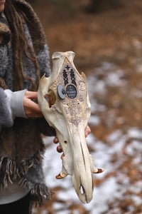 Image 3 of In Tenebris Lucet -Teschio di Cinghiale