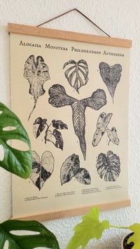 Plant Kombi Nr. 1