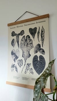 A3 Pflanzenkombi Nr. 2