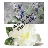 Northen blueberry + White musk