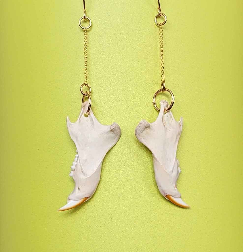 Image of squirrel jawbone earrings