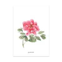 Image 1 of Postkaart pioenroos