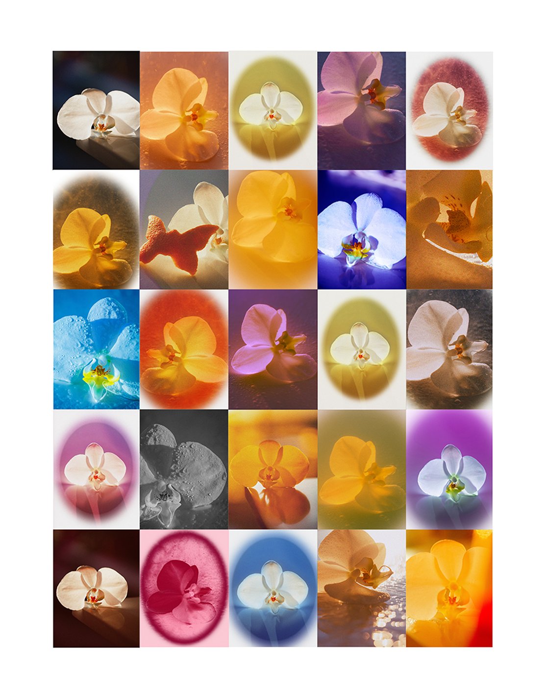 Image of Orchid Aura