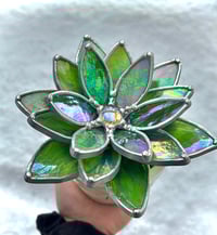 Image 1 of Iridescent Green succulent 