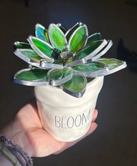 Image 2 of Iridescent Green succulent 