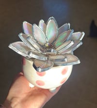 Image 2 of iridescent white succulent 