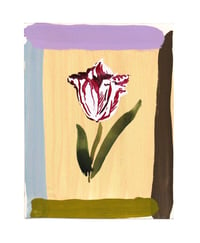 color-block tulip 