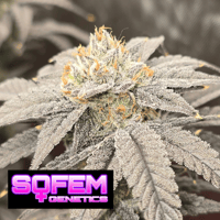 Image 1 of SoFem ~ Cherry Cheetah