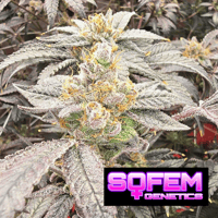 Image 3 of SoFem ~ Cherry Cheetah