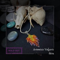 Image 10 of ☽ Artemisia Vulgaris ☾