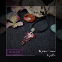 Image 15 of ☽ Bryonia Dioica ☾