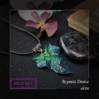 Image 13 of ☽ Bryonia Dioica ☾