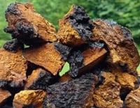 CHAGA MUSHROOM