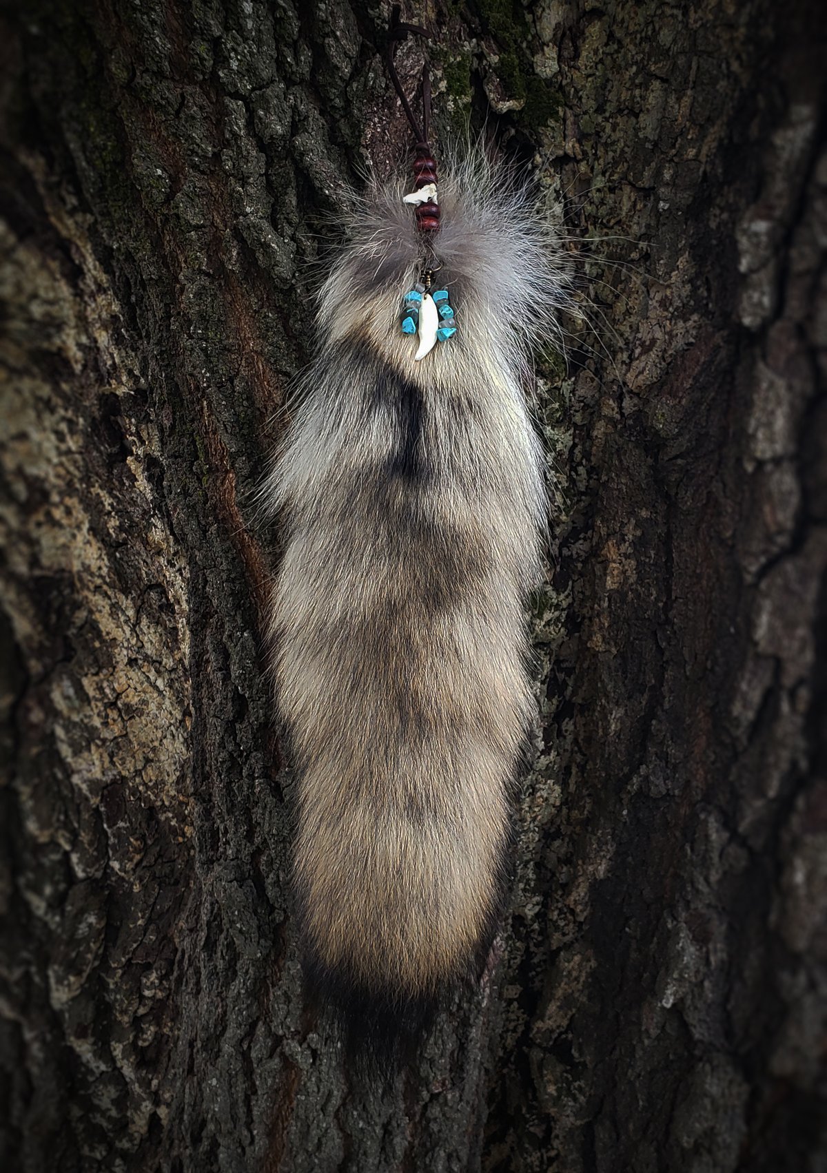 Image of Coyote Tail with Tooth