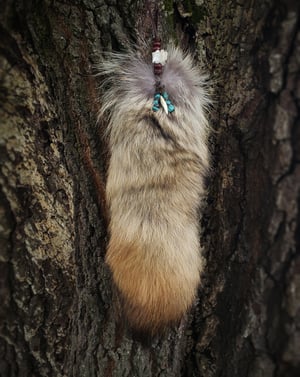 Image of Coyote Tail with Tooth