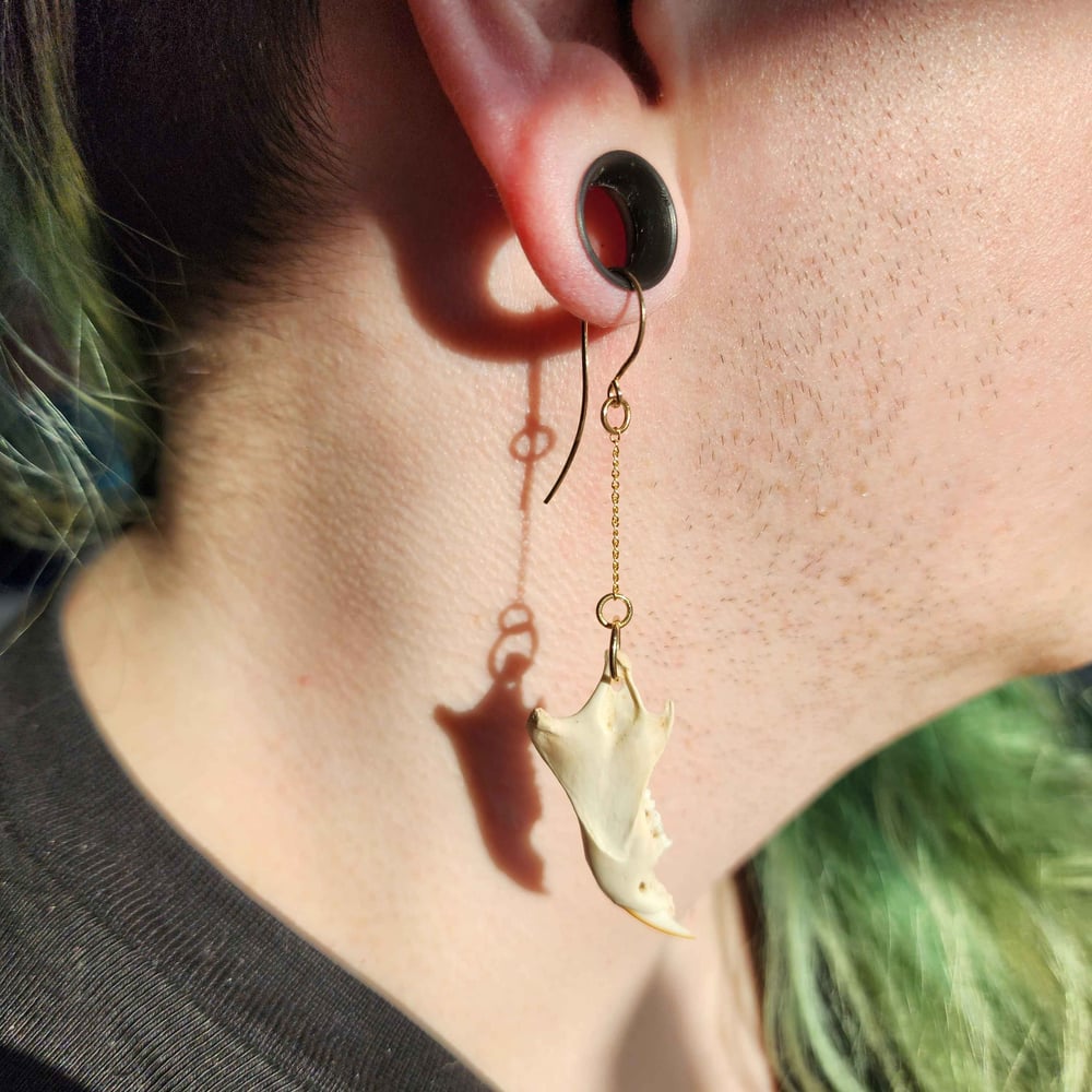Image of squirrel jawbone earrings