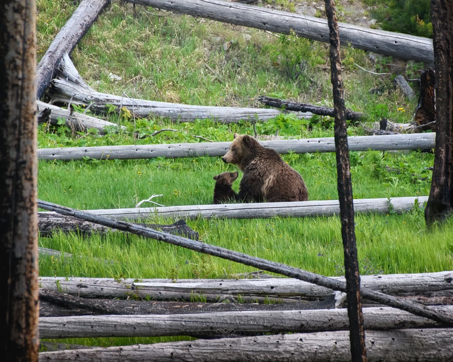 Image of Raspberry's New Cub