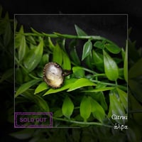 Image 1 of ☽ Citrus ☾
