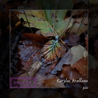 Image 17 of ☽ Corylus Avellana ☾