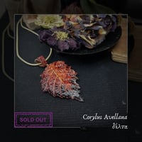 Image 12 of ☽ Corylus Avellana ☾