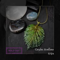 Image 11 of ☽ Corylus Avellana ☾