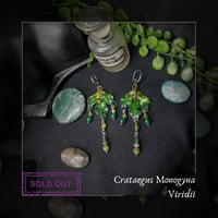 Image 1 of ☽ Crataegus Viridii ☾