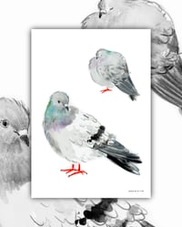'WATERCOLOUR PIGEONS' PRINT