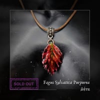 Image 1 of ☽ Fagus Purpurea ☾