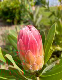Protea Pink Pearl