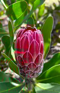 Protea Red Baron