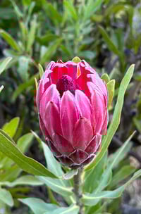 Protea Bot River Red