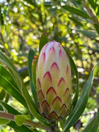 Protea White Ice