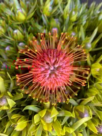 Image 1 of Pin Cushion Calypso 100mm