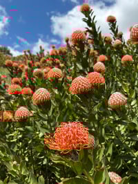 Image 2 of Pin Cushion Calypso 100mm