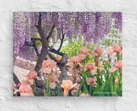 Image 2 of Chinese Wisteria and Peach Irises - 11” X 14” Canvas Print