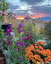 Autumn Cottage Garden  - 8” X 10” Canvas Print 