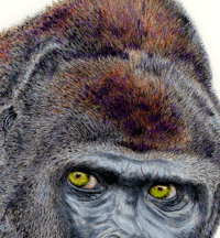 Image 3 of Original Framed Gorilla Painting 10”x13”