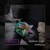 Image 1 of 🜧 Helleborus Amethystos 🜧