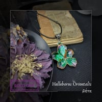 Image 2 of ☽ Helleborus Viridis ☾