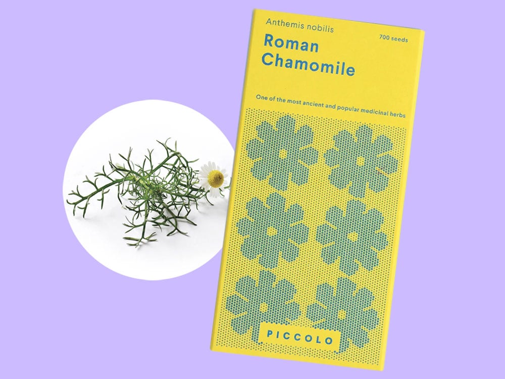 Image of SAATGUT Roman Chamomile