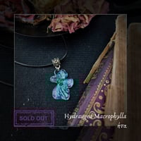 Image 9 of ☽ Hydrangea Macrophylla ☾